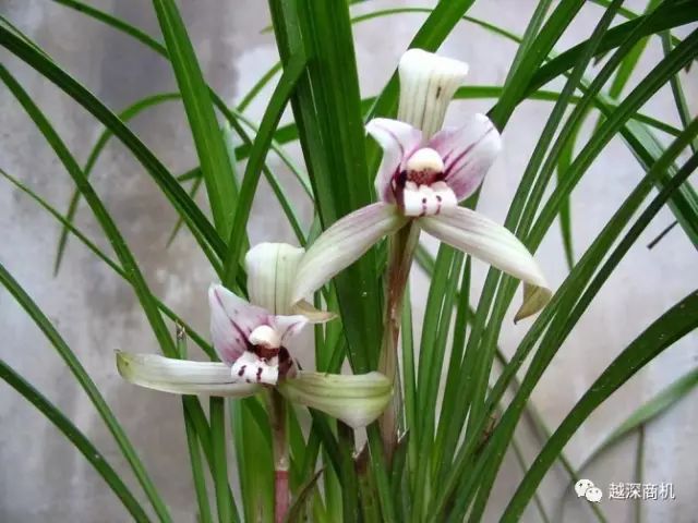 中国各大城市市花介绍,全国56市市花太美了的视频