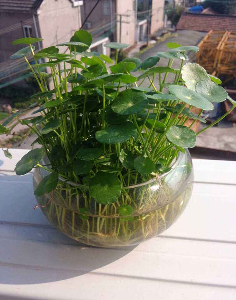 什么花水里养比较容易活,什么花养在水里比较好养