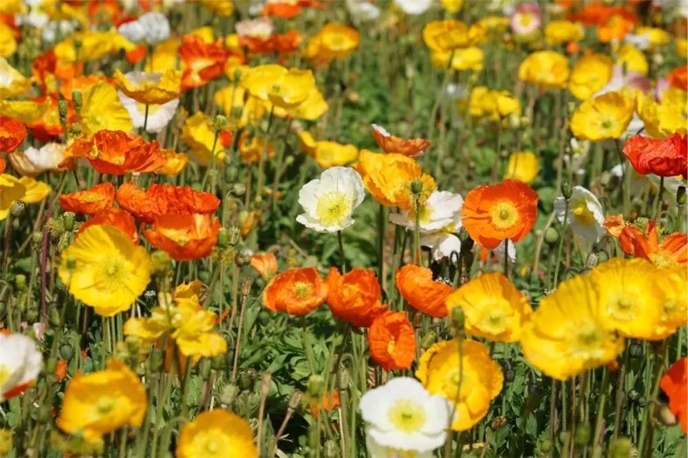 瞧！这花花世界谁不爱