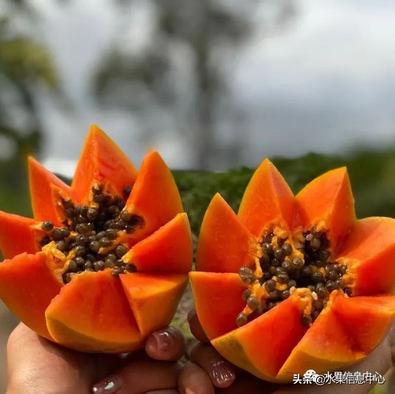 海南水果都有哪些品种图片及名称,海南水果上市时间表赶快收藏吧