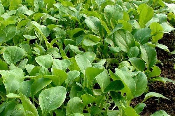 农村种植养殖技术方案最新,农村怎么讲种植养殖技术