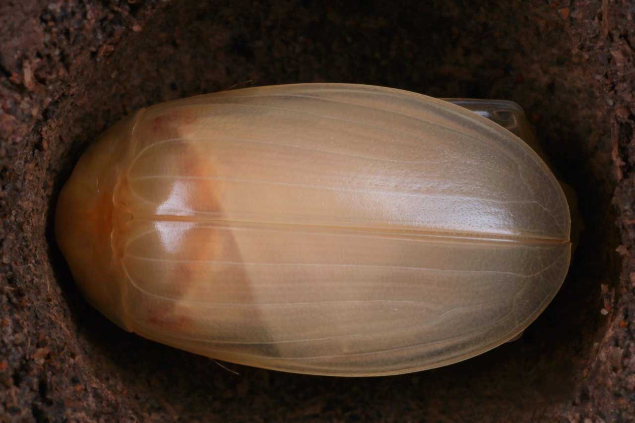 姘翠腑楝ｇ嫍,姘翠笅楝ｇ嫍