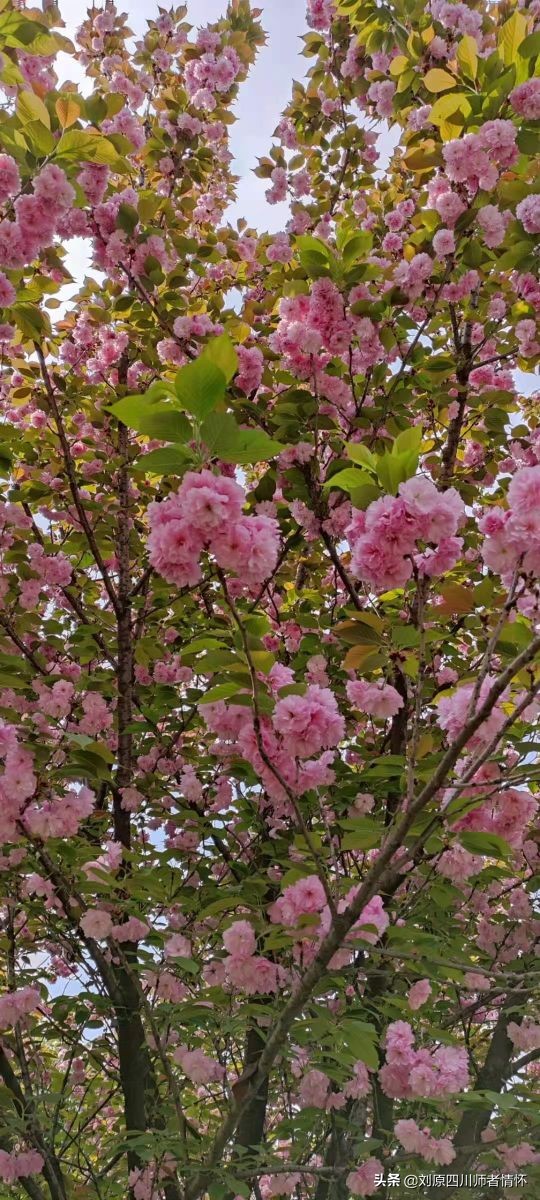 千字文第三十九章朗读,千字文第二十四段朗读