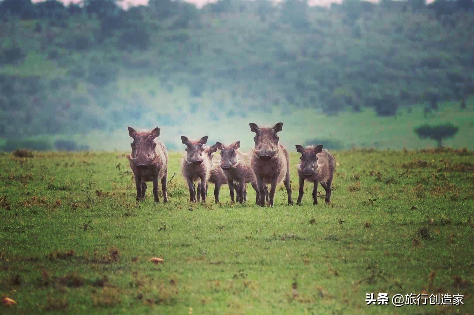 肯尼亚安全吗？非洲犯罪学美女讲述政治*杀情**，她渴望成为除恶侦探