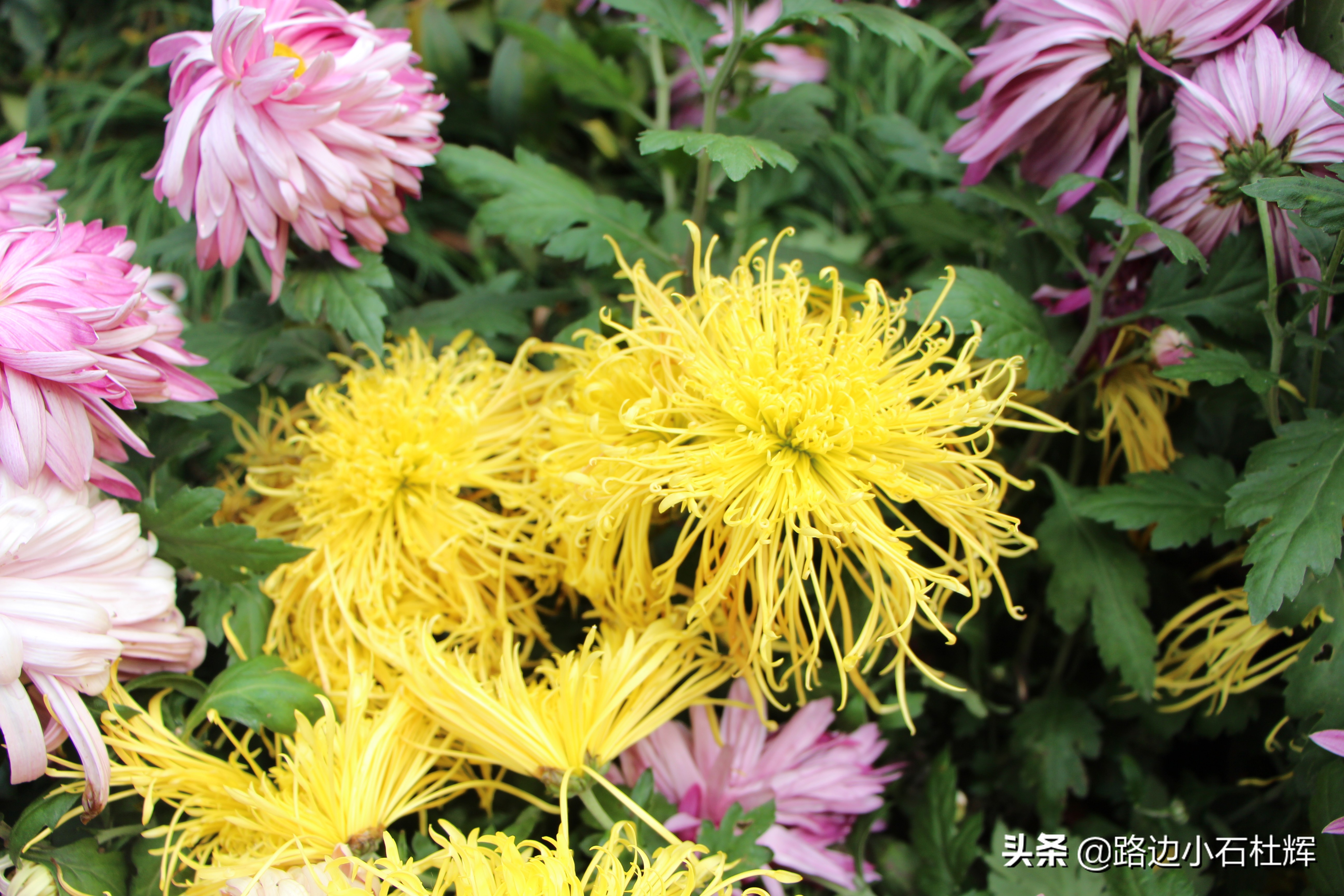 扬州瘦西湖之行,扬州瘦西湖游一圈