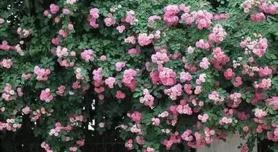 1到100朵红玫瑰花的寓意和花语,助人为乐善良可爱是哪种花的花语