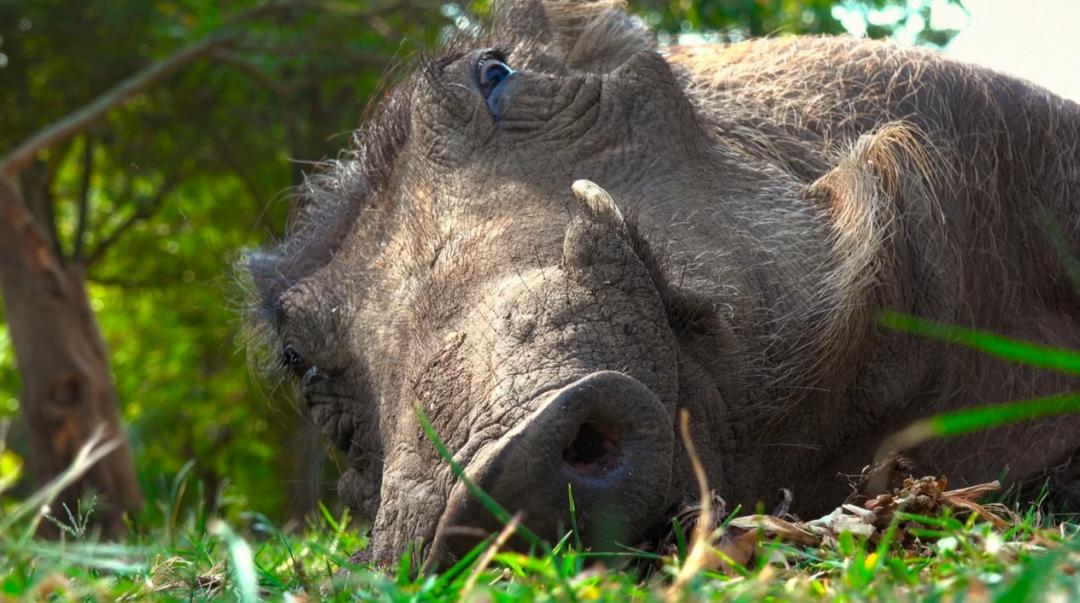 豆瓣9.6！娃刷到停不下来，还能看出人生大道理