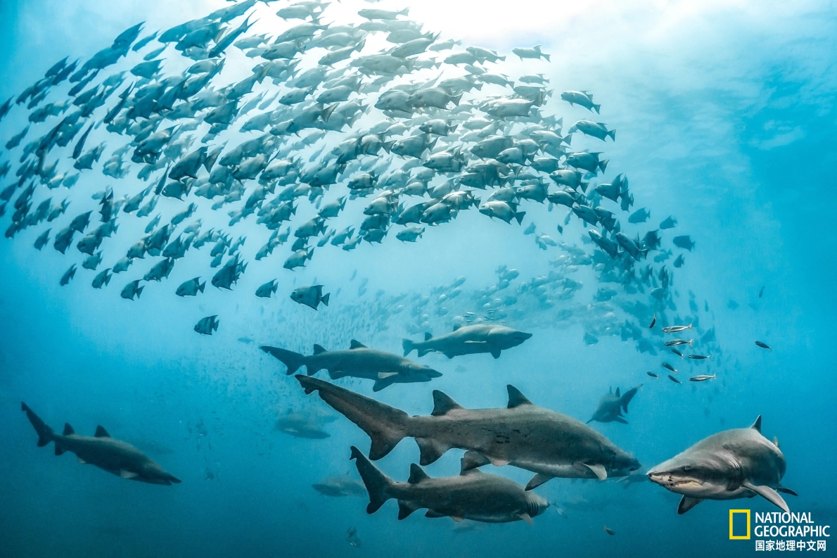 鲨鱼可以交朋友吗,人类跟鲨鱼交朋友