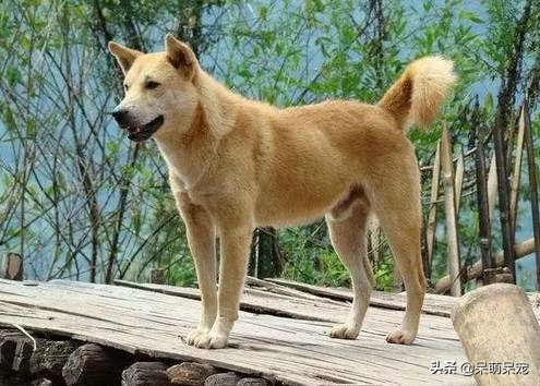 72种名犬最好养的宠物狗排名,什么狗最温顺不咬人又可爱小型犬