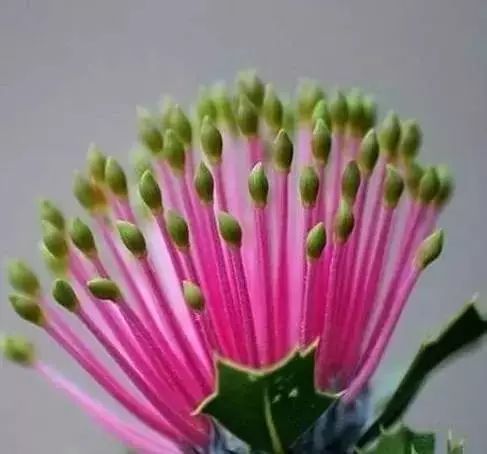 世界顶级奇花异卉,100种奇花异草图