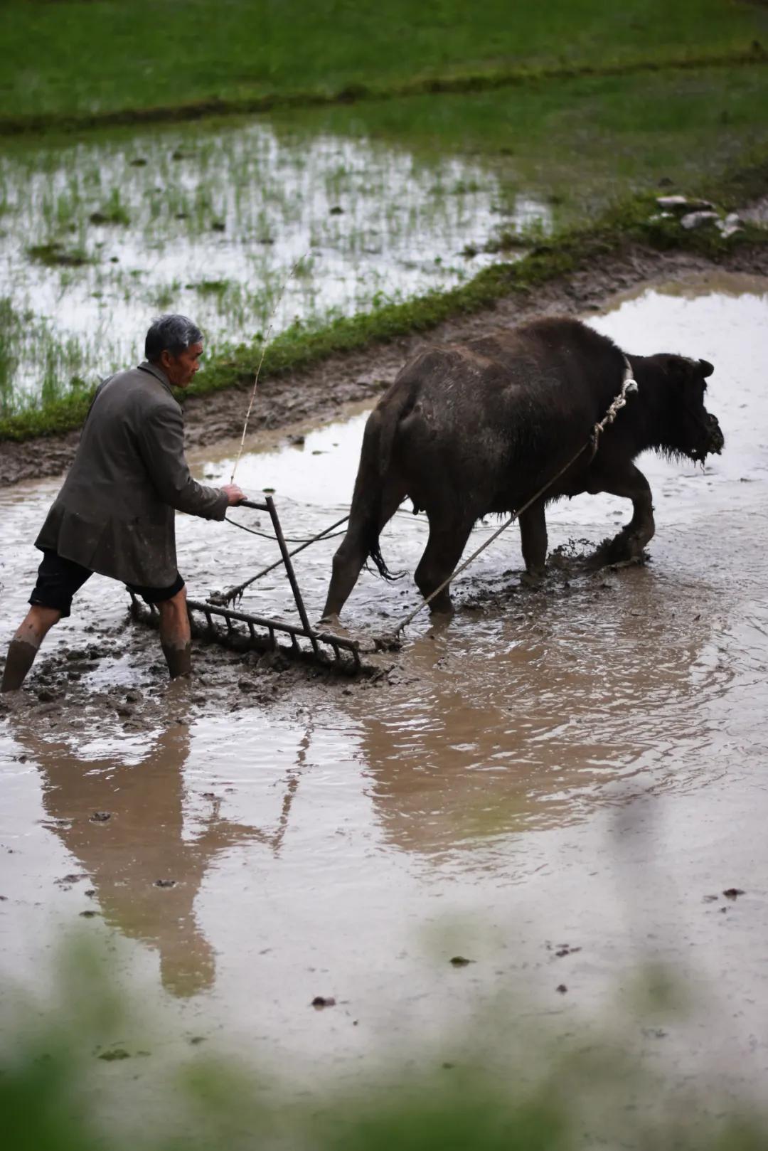 关于春日谷雨诗句,在谷雨诗词中留住最后一抹春色