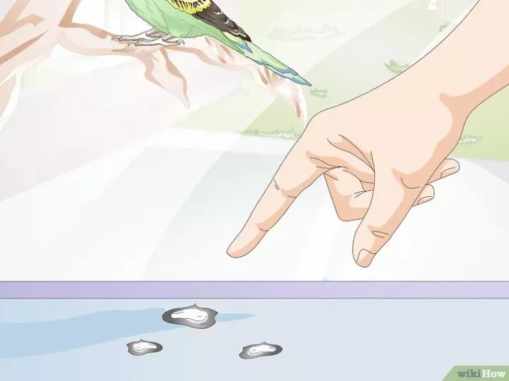 外国虎皮鹦鹉喂养视频,两个月的虎皮鹦鹉喂养