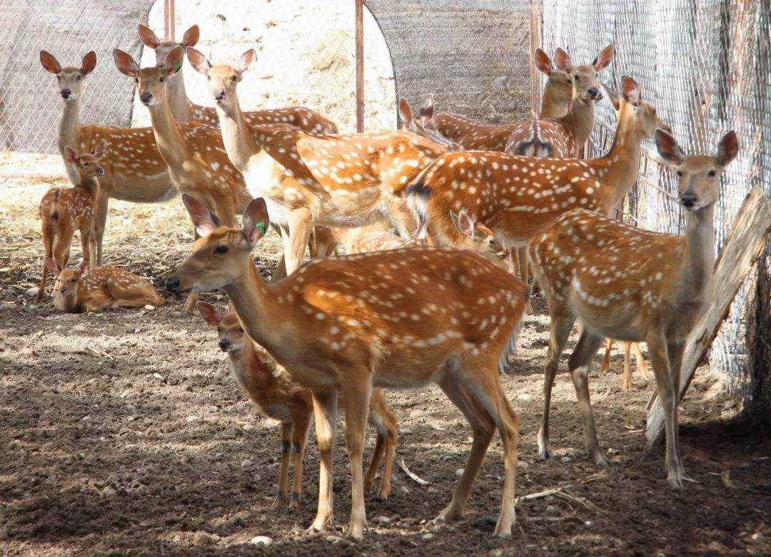 梅花鹿的鹿茸砍掉会死吗,鹿茸割了梅花鹿会受影响吗