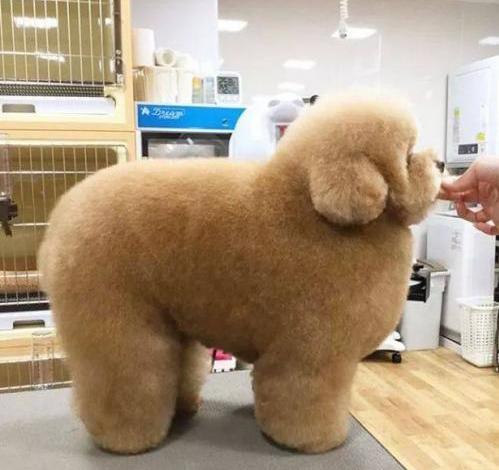 贵宾犬怎么养才听话一点呢图片,成年贵宾犬怎么养比较好一点