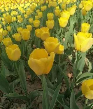 西安郁金香打卡地,去西安哪种郁金香最好