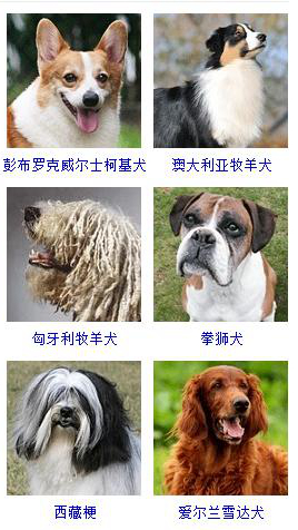 狗狗品种大全及图片超可爱宠物狗,宠物狗的常见品种名称大全