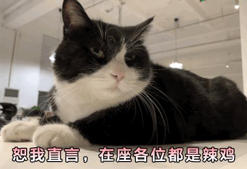 猫故事全集,猫故事小说