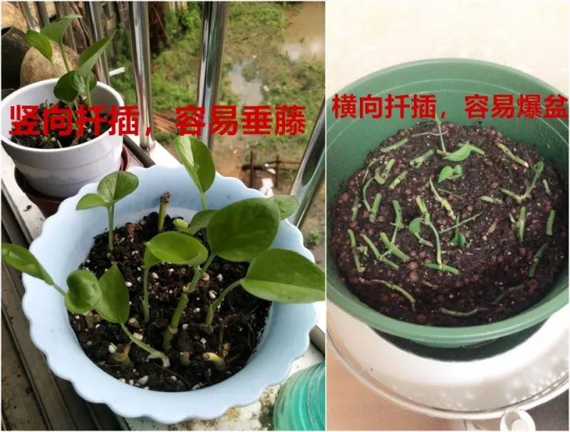 谁说绿萝知识浇浇水？很多人都养错了，绿萝应该这么养