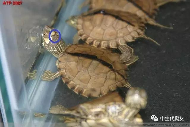 地图龟成体样子,地图龟种类及图解