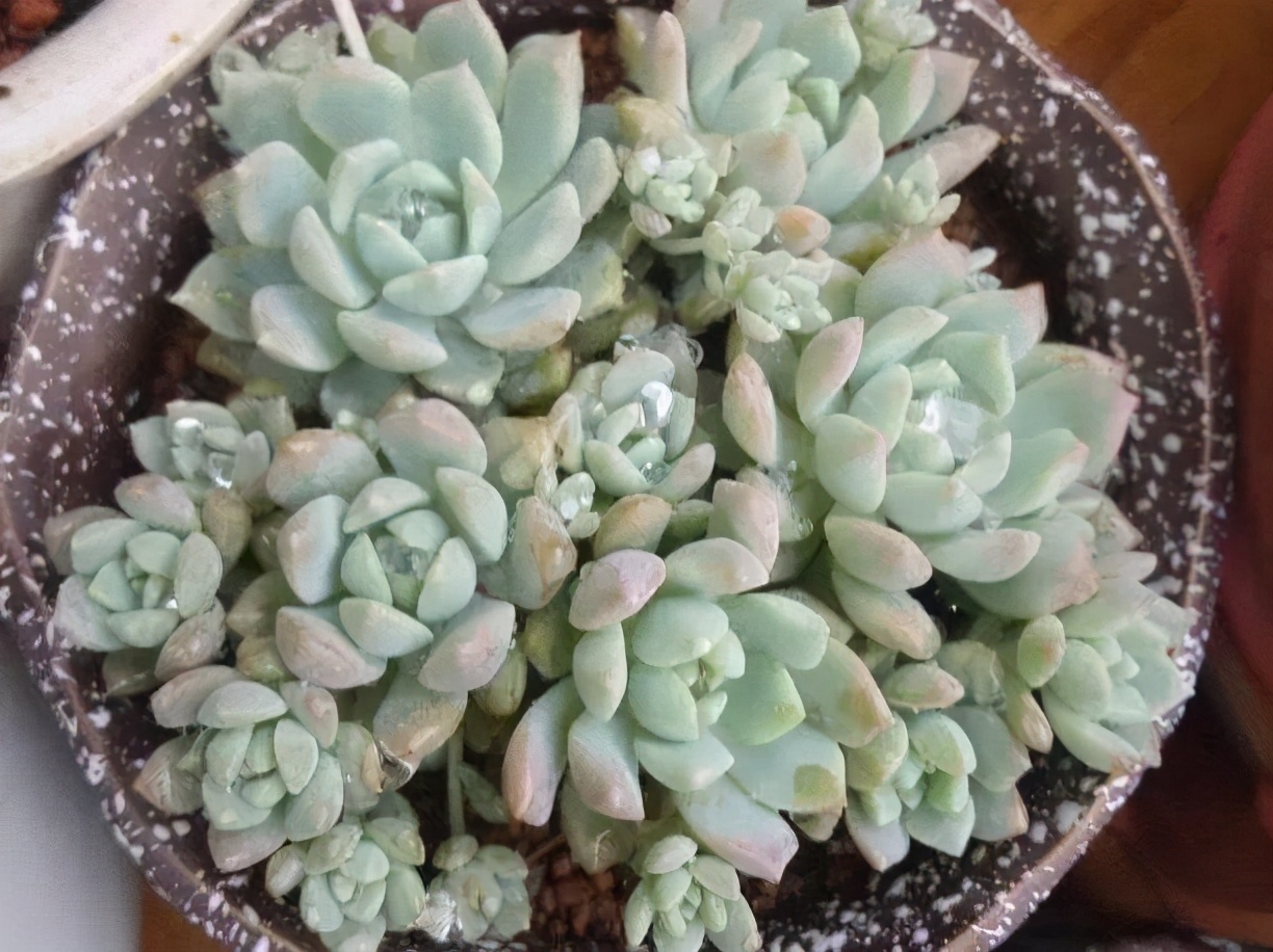 推荐几个玫瑰形的多肉植物,最像玫瑰花的8款多肉