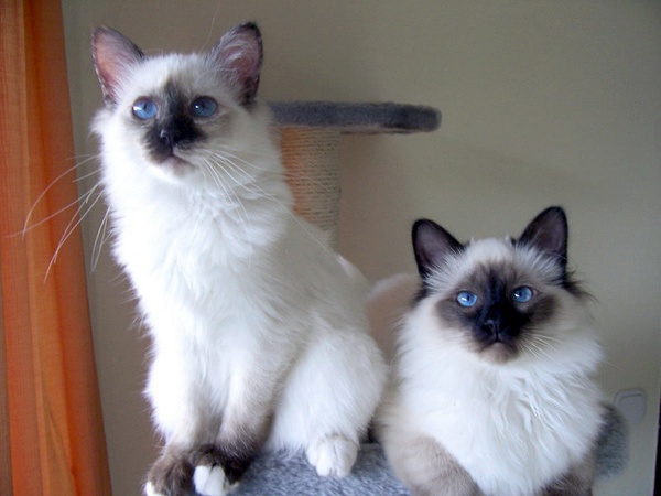 各种猫咪花纹品种,名贵品种猫咪大全