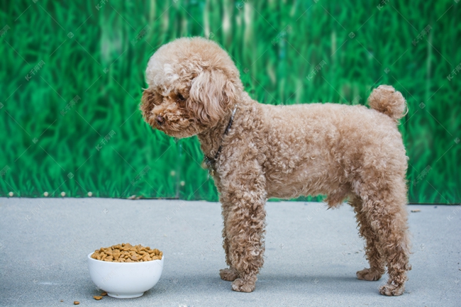 泰迪犬咳嗽呕吐白沫是什么原因,泰迪犬吐白沫拉黄屎是咋回事