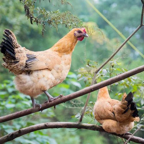 江苏镇江独有美食,镇江美食特点老字号