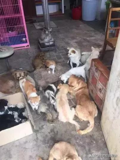 博美小狗被打视频,人们暴打博美犬