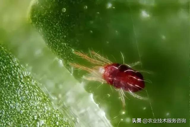 柑橘虫害高清图谱及防治方法,柑橘虫害物理消灭