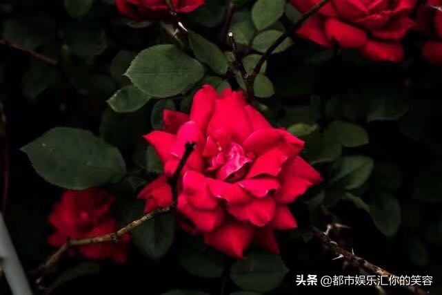 摩羯座注定纠缠一生的星座,摩羯座一生最爱的两个星座