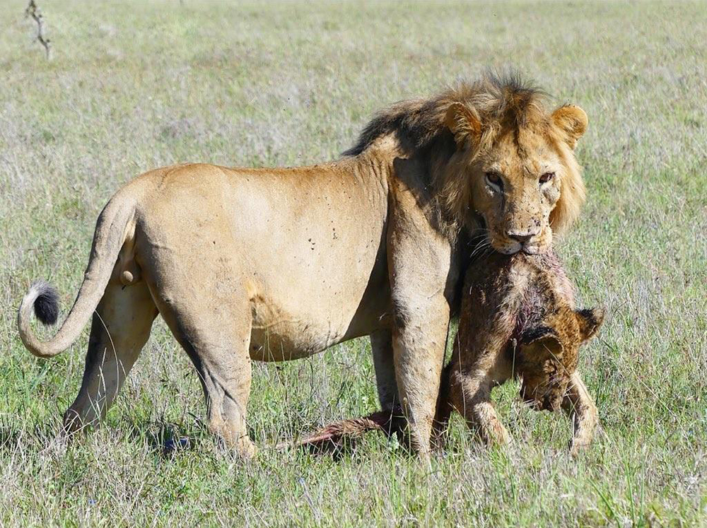 猛兽的温柔！浅谈老虎是如何将一窝子女拉扯大的