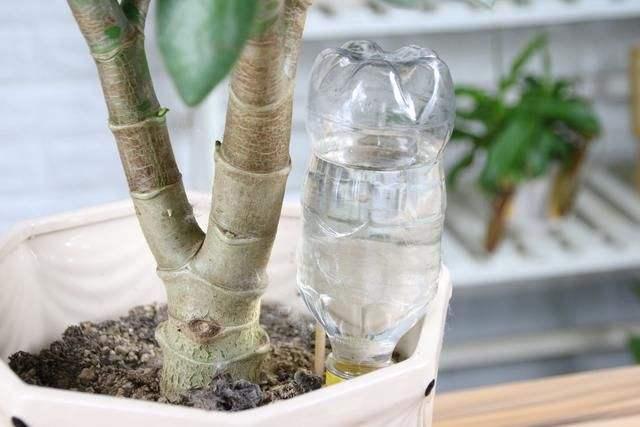 如何用塑料瓶做养花神器,今天教你如何让塑料瓶秒变盆栽