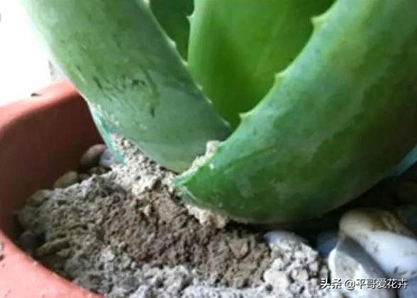 自制浇花水不板结,自制水溶液浇花的方法