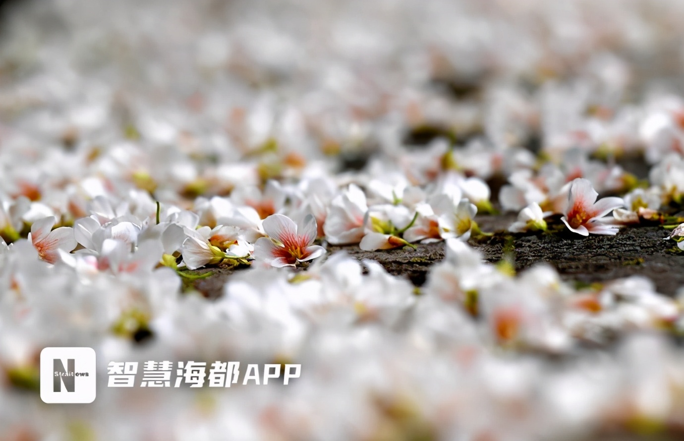 美翻了！福州将迎来两波白色浪漫！油桐、千年桐相继开放