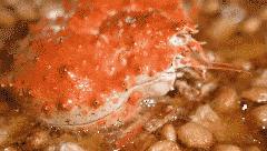 沙姜鸡,沙姜猪手做法