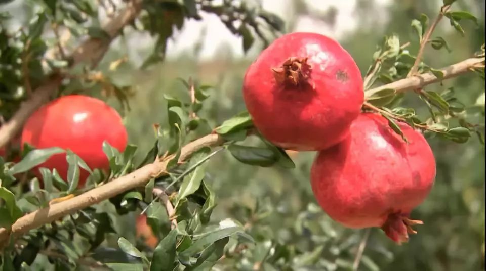 软籽石榴种植前景怎么样,收购软籽石榴种植方法
