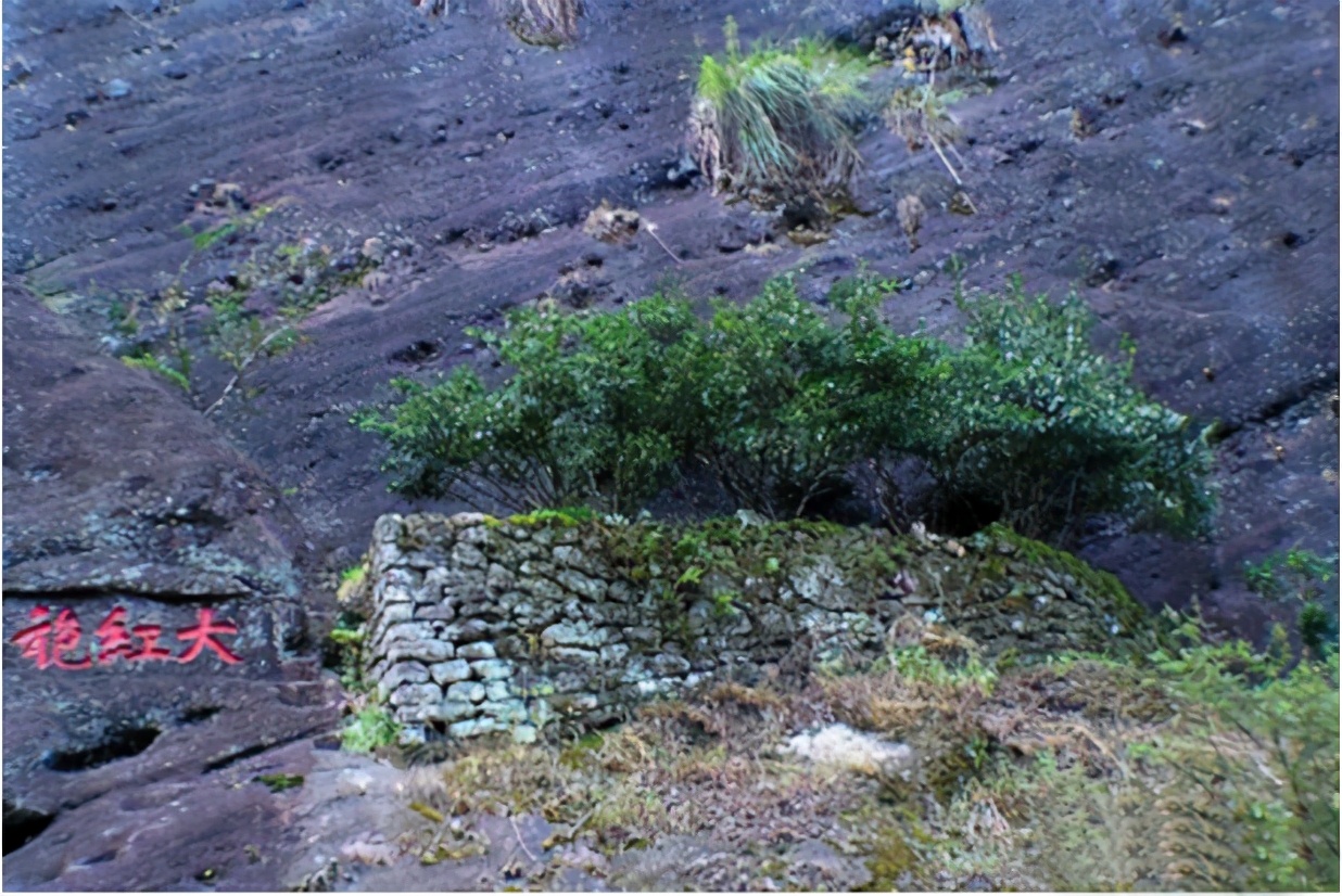 中国最贵的五种茶,中国最贵的茶什么茶