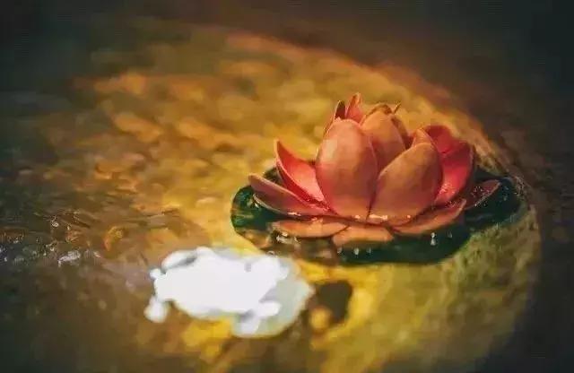 渡人就是渡己吗,渡人就是渡己渡己也是渡人