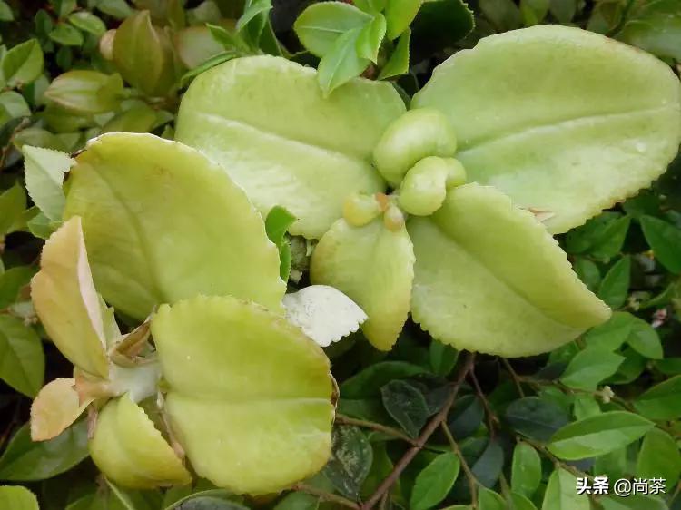 诚壹科普：山茶花树，茶叶树，茶油树傻傻分不清楚？关注我不迷路