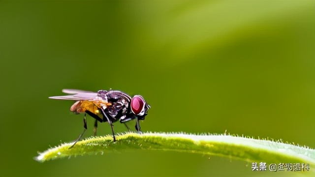 为什么苍蝇这么难打到,苍蝇为什么难抓