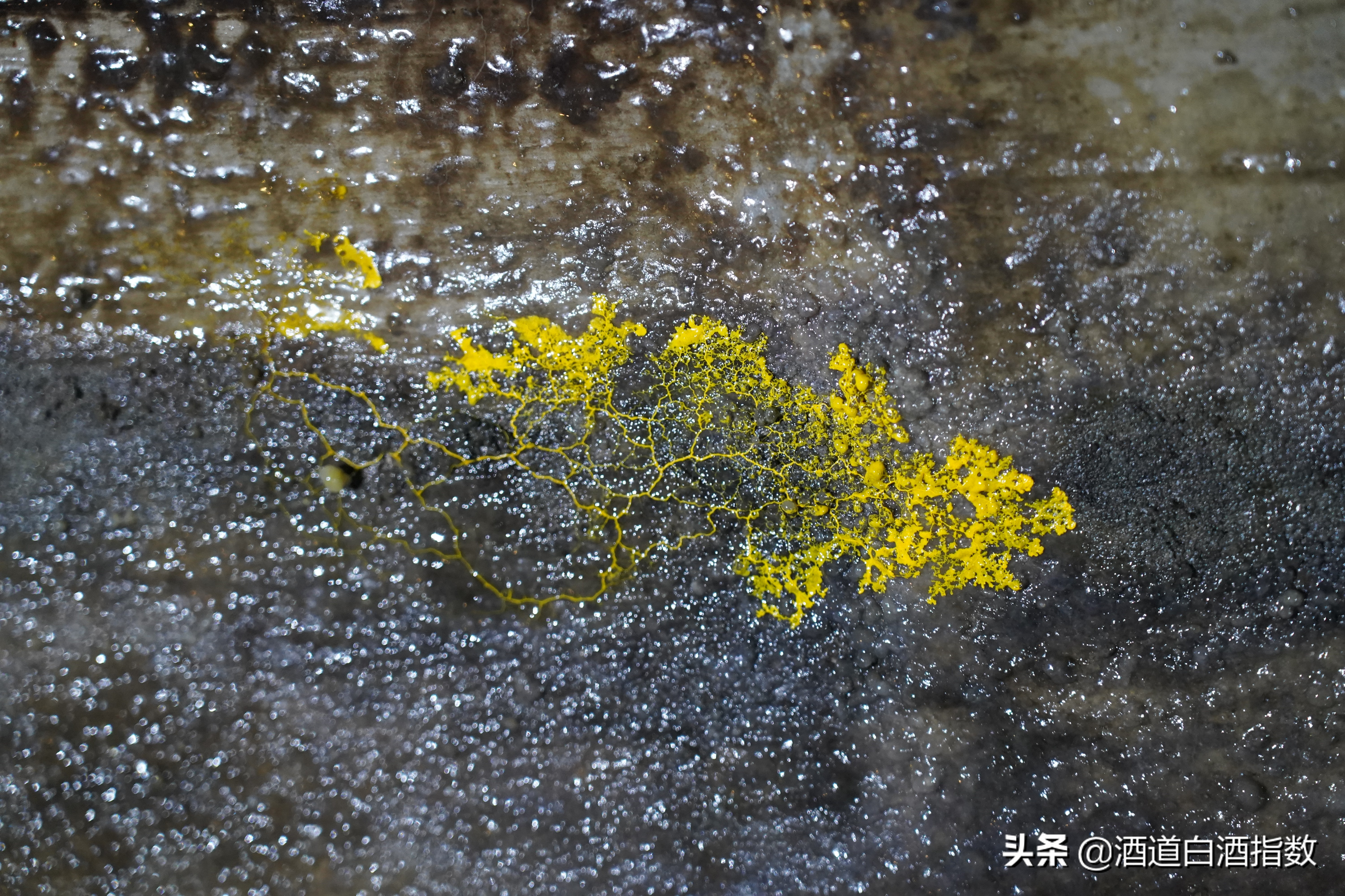 探索深藏闹市的百亿酒窖揭开清朝老酒神秘面纱——袁曦藏老酒会馆