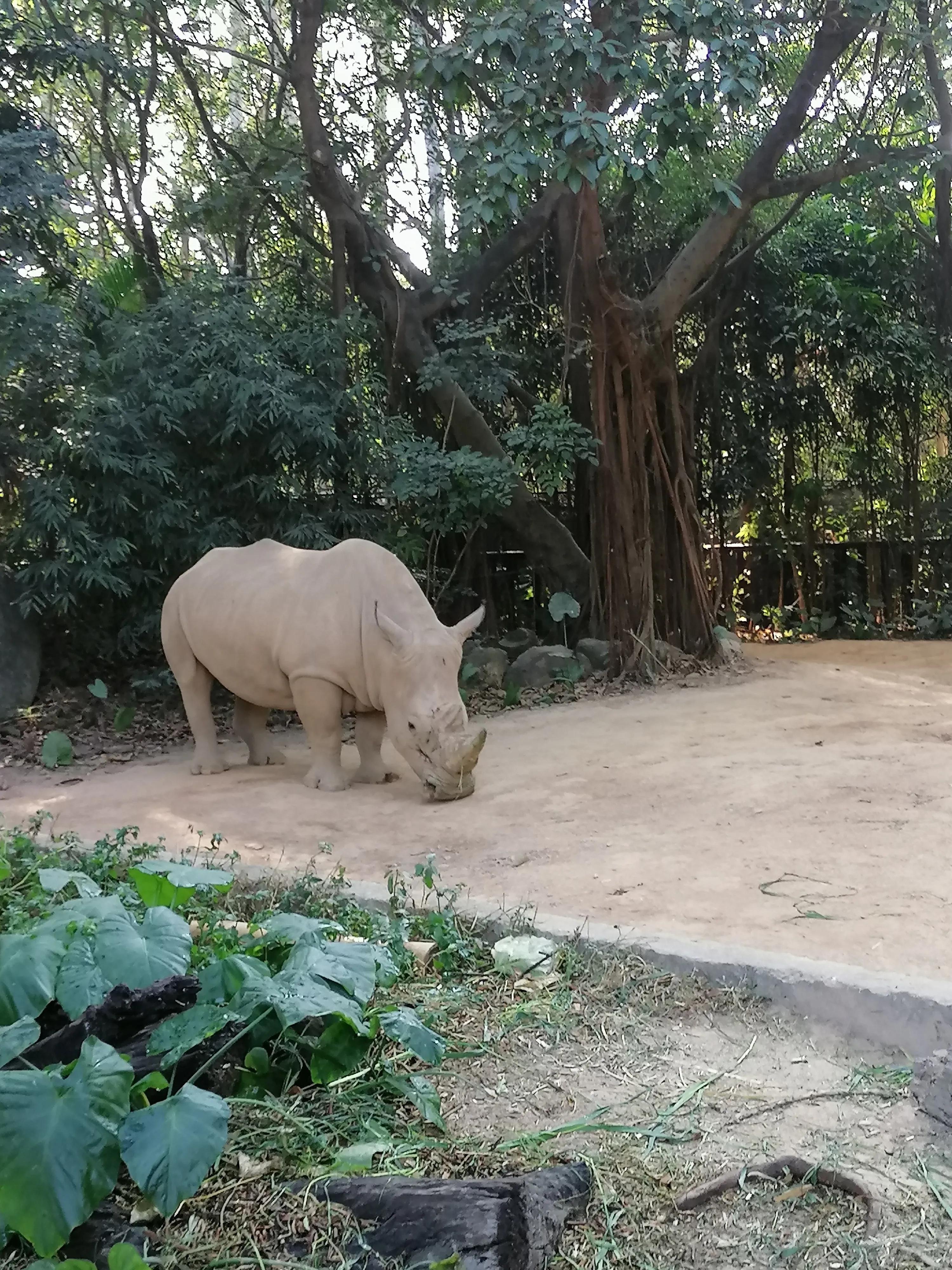 去广州长隆动物世界游玩攻略,广州长隆动物园亲子游玩攻略