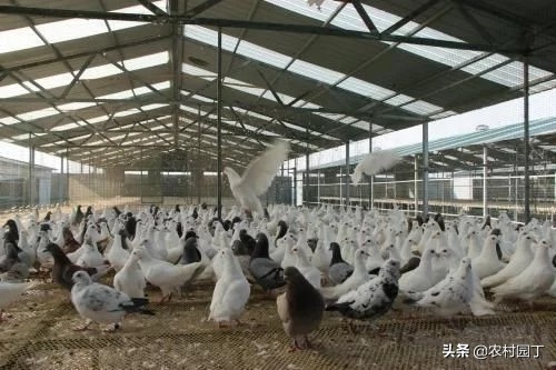 肉鸽养殖2017前景,肉鸽养殖前景及发展