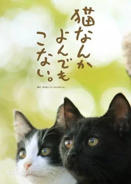 养猫人必看的电影,盘点九部高分猫咪电影