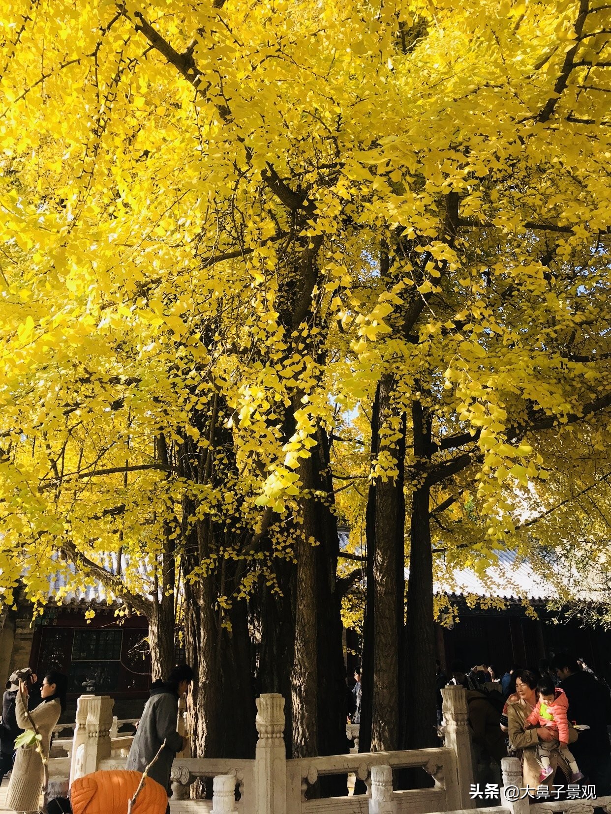 吉利辟邪的植物盆栽有哪些,可辟邪的盆栽树种有哪些