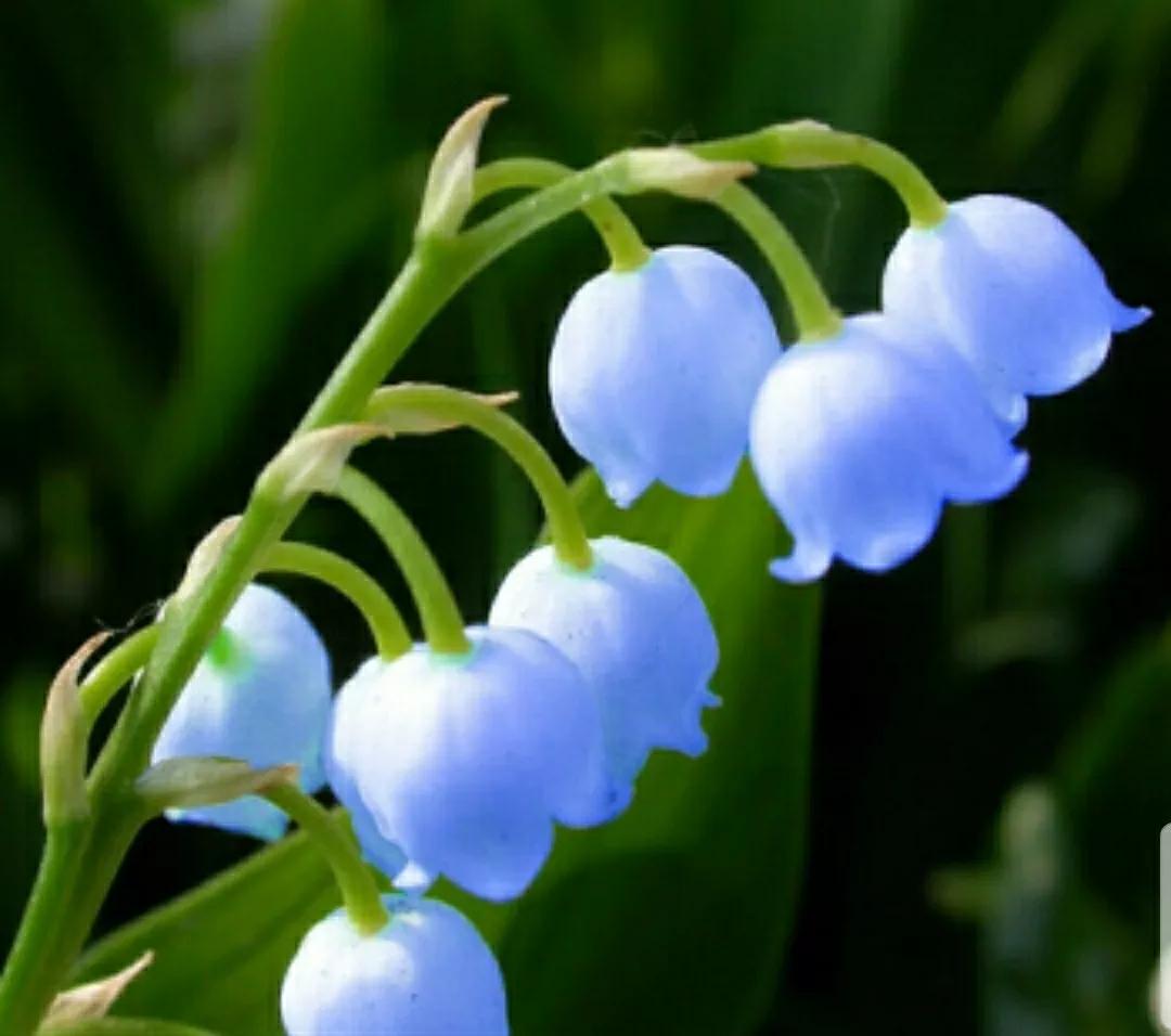 铃儿响叮当双音和弦五线谱,铃儿响叮当三级长笛