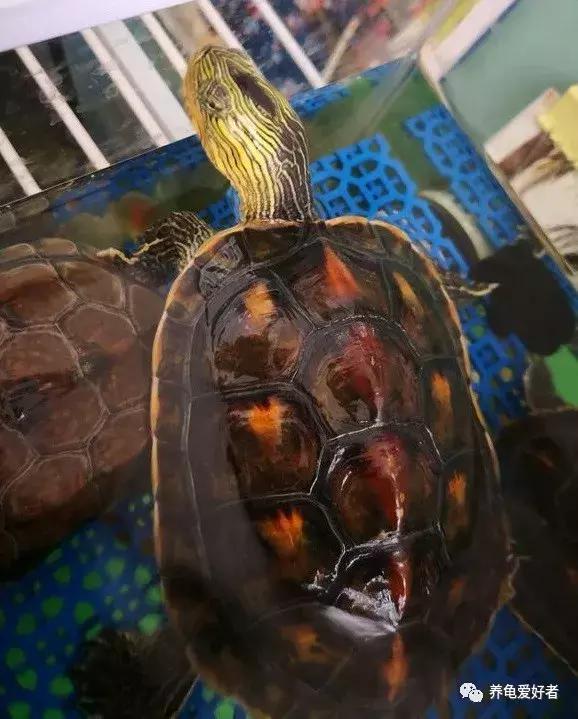 中华花龟的全部资料,中华花龟图片和养中华龟的知识