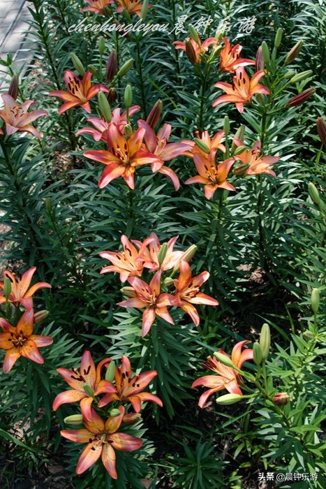 百合哪种颜色的花好闻,寓意好的花百合