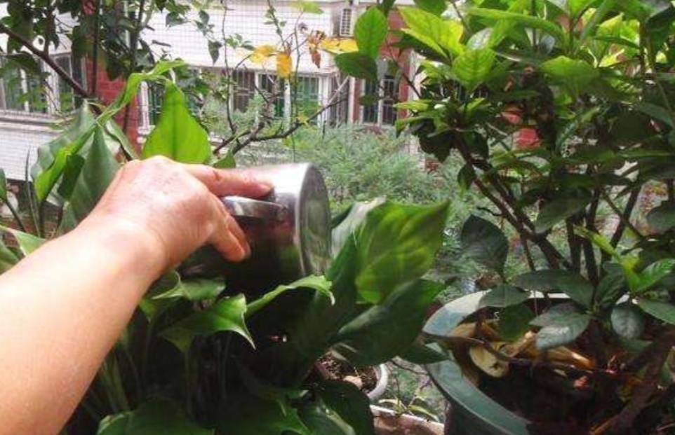 给家里的花草上什么肥料好,给花草浇水用什么水