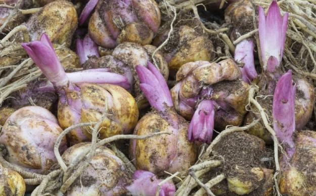 百合花有百年好合之称,百合花寓意吉祥图片